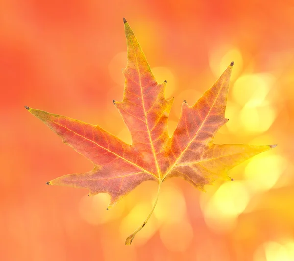 Hermosa hoja de otoño —  Fotos de Stock