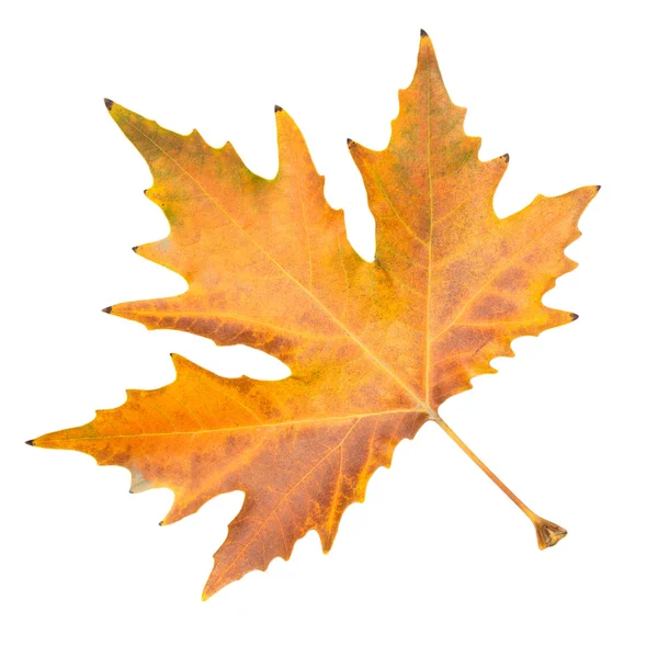 Beautiful autumn leaf — Stock Photo, Image