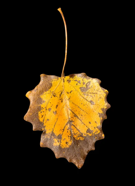 Bela folha de outono — Fotografia de Stock