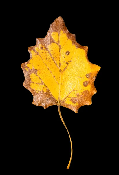 Beautiful autumn leaf — Stock Photo, Image