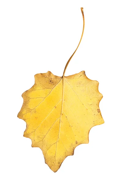 Beautiful autumn leaf — Stock Photo, Image