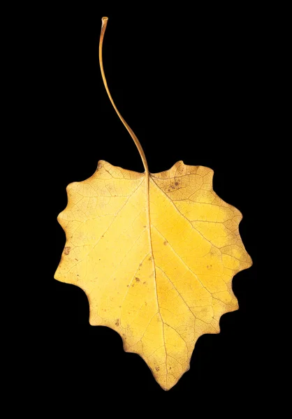 Schönes Herbstblatt — Stockfoto