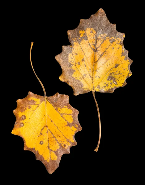 Hermosa hoja de otoño — Foto de Stock