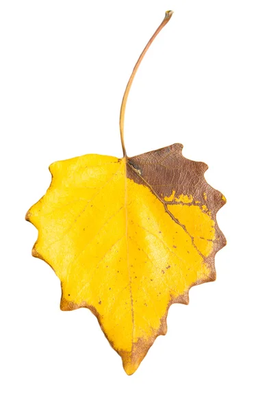 Beautiful autumn leaf — Stock Photo, Image