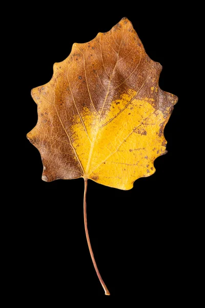 Schönes Herbstblatt — Stockfoto