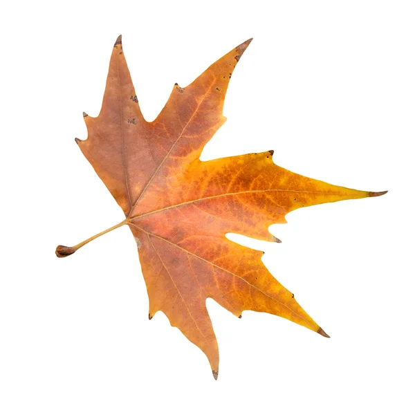 Beautiful autumn leaf — Stock Photo, Image