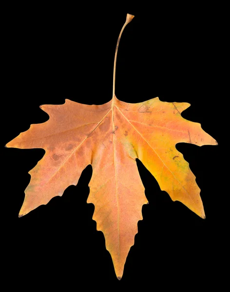 Beautiful autumn leaf — Stock Photo, Image