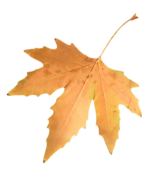 Beautiful autumn leaf — Stock Photo, Image