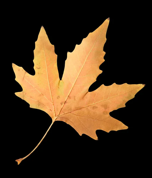 Vackra höst löv — Stockfoto