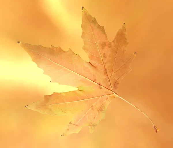 Beautiful autumn leaf — Stock Photo, Image