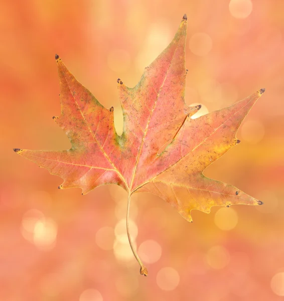 Hermosa hoja de otoño —  Fotos de Stock
