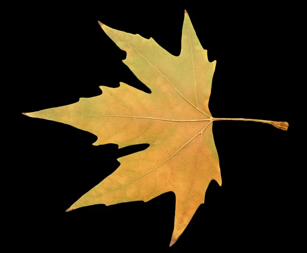 Herfstblad — Stockfoto