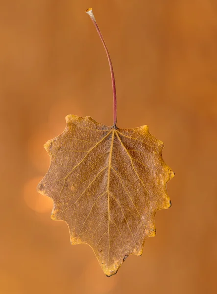 Höst löv — Stockfoto