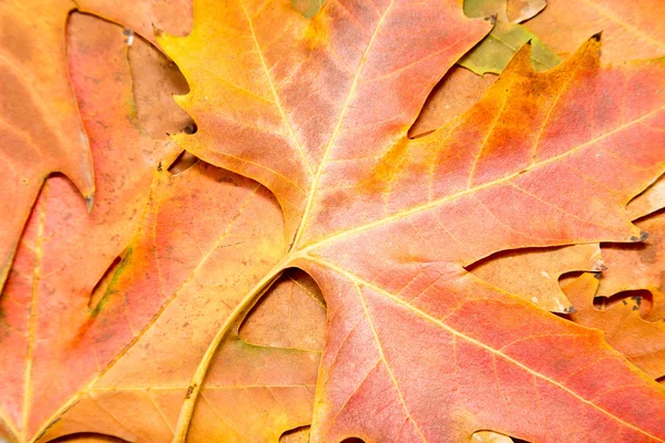 Hoja de otoño — Foto de Stock