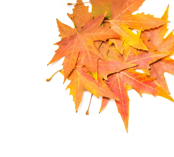 Hoja de otoño —  Fotos de Stock