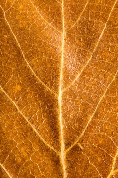 Hoja de otoño — Foto de Stock