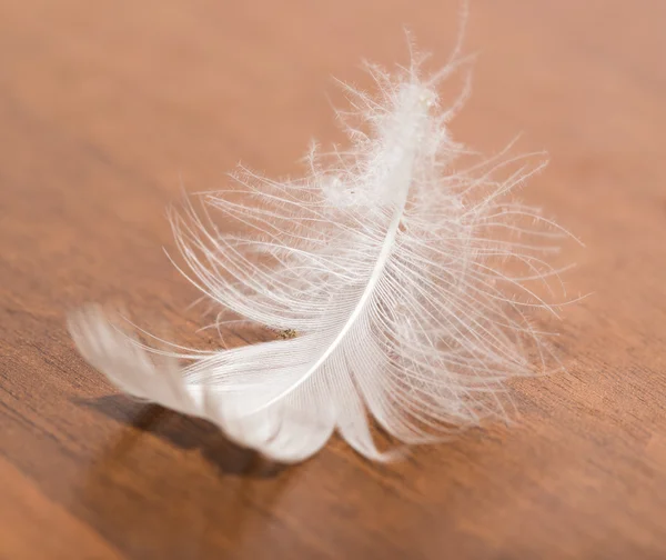 White feather on a wooden background — Stock Photo, Image