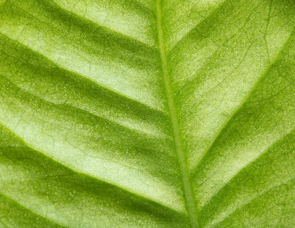 Grönt blad som bakgrund. makro — Stockfoto