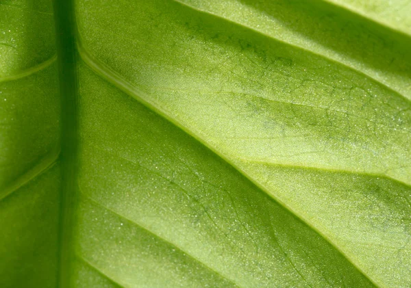 Grönt blad som bakgrund. makro — Stockfoto