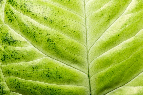 Grünes Blatt als Hintergrund. Makro — Stockfoto