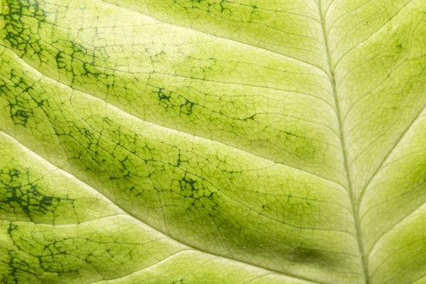 Groene blad als achtergrond. macro — Stockfoto