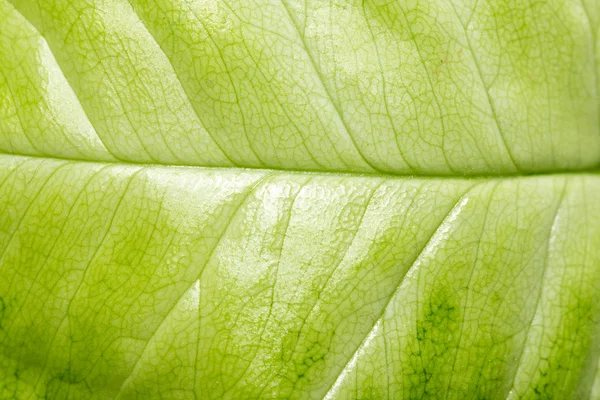 Groene blad als achtergrond. macro — Stockfoto