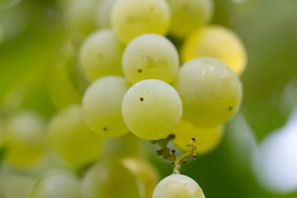 绿色的葡萄的性质 — 图库照片