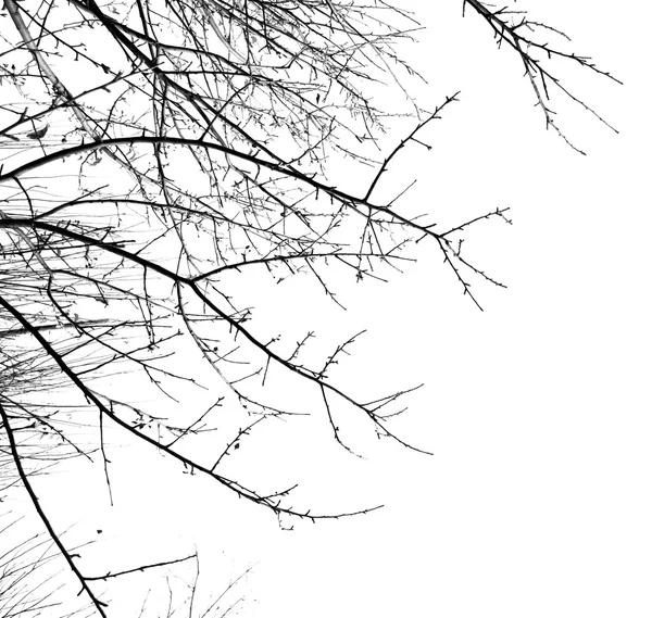 Branches nues d'un arbre — Photo