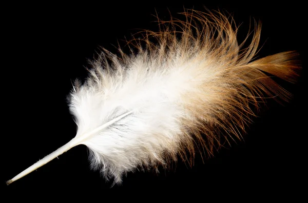 Feather — Stock Photo, Image