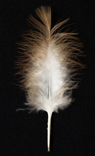 Feather — Stock Photo, Image