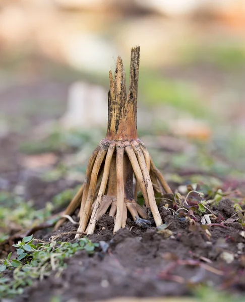 Natur — Stockfoto