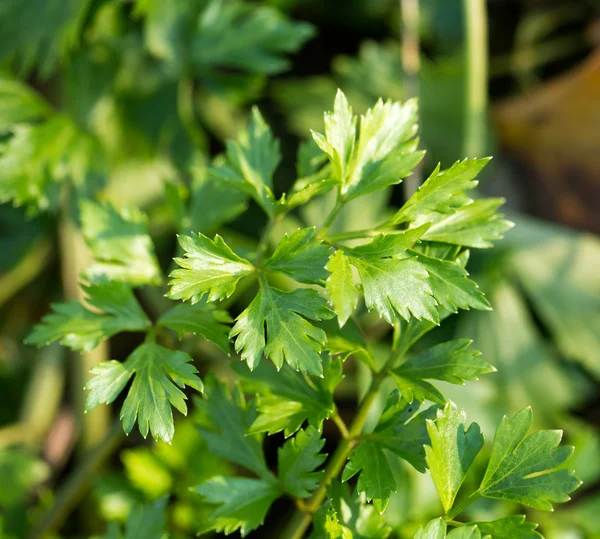 Natur — Stockfoto