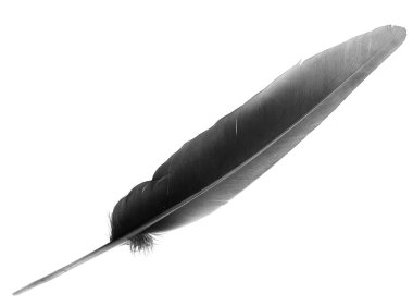 tüyleri beyaz zemin üzerine