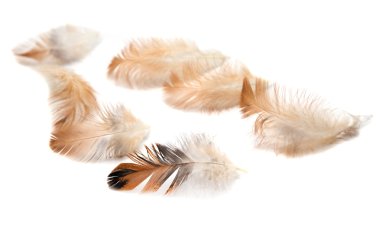 tüyleri beyaz zemin üzerine