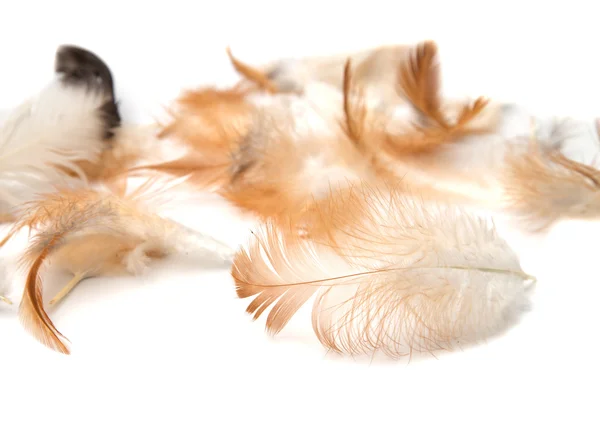 Feathers on a white background — Stock Photo, Image