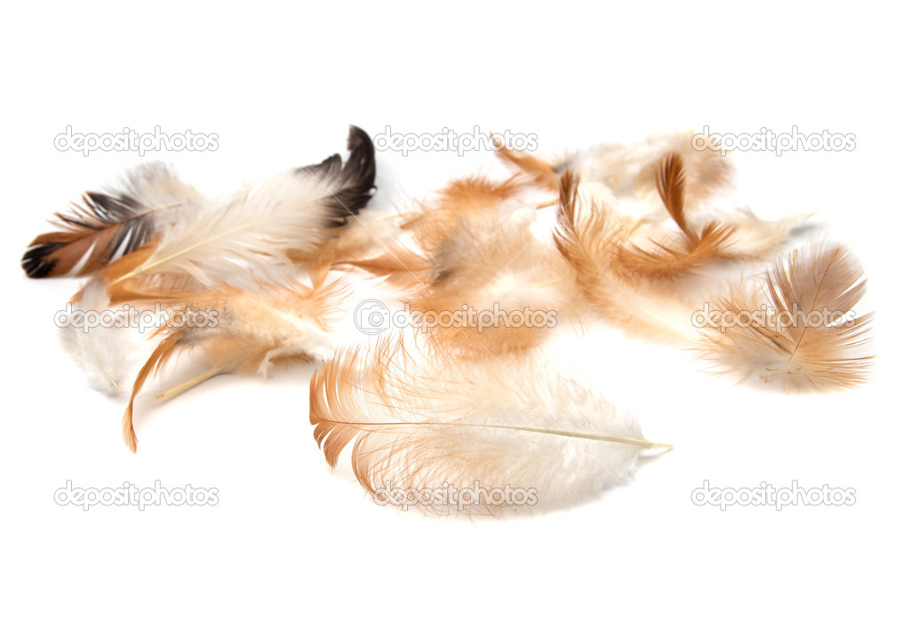 Feathers on a white background