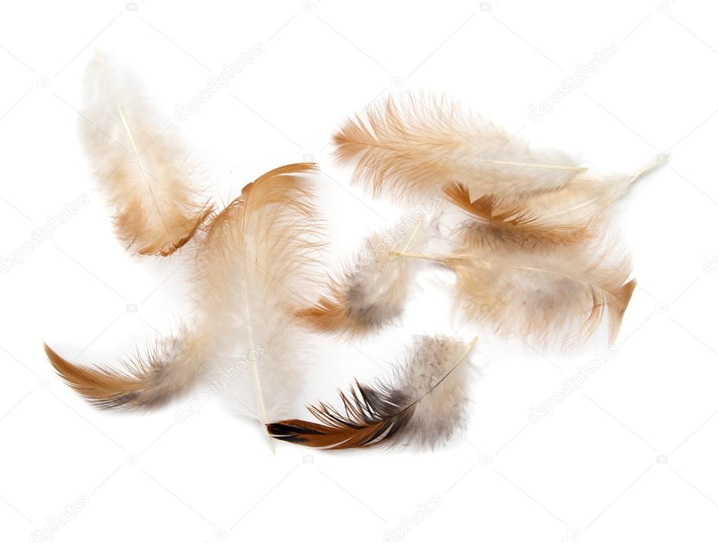 feathers on a white background