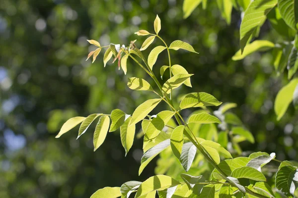 Hintergrund — Stockfoto