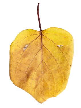 Doğa