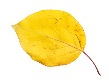 Doğa