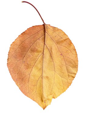 Doğa