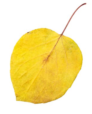 Doğa