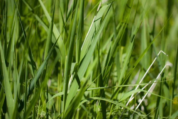 Natur — Stockfoto