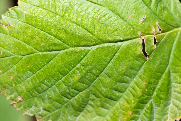 Natura — Foto Stock