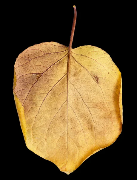 Naturaleza — Foto de Stock