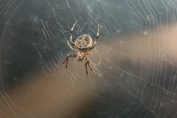 Pavouk v přírodě. makro — Stock fotografie