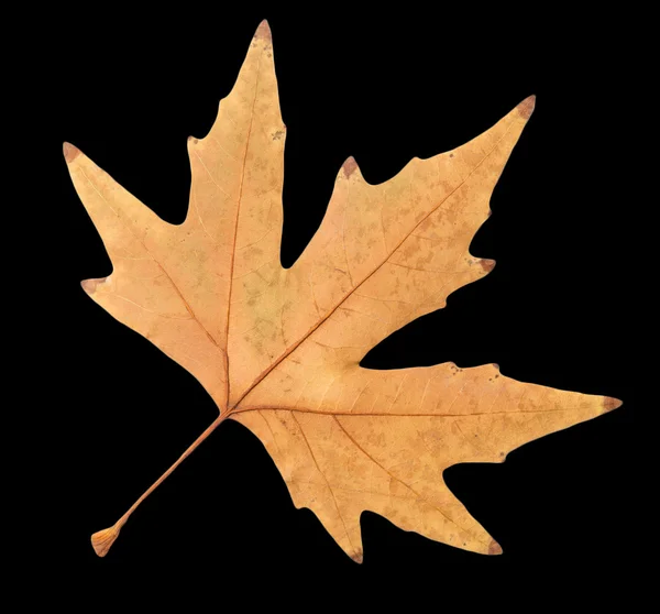 Autumn leaf on a black background — Stock Photo, Image