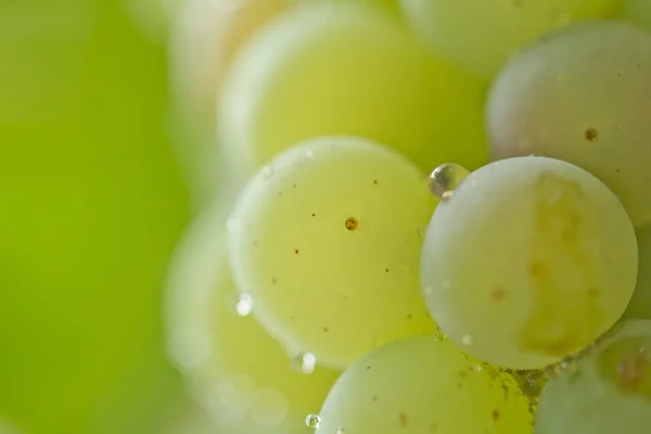 Reife grüne Trauben in der Natur. Makro — Stockfoto