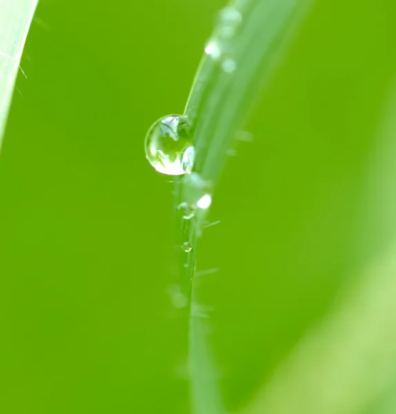 Gouttes d'eau sur l'herbe dans la nature. Macro — Photo