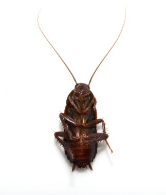 Cockroach on white background. macro clipart